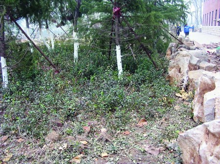 偠t���ς�(c��)��Ȫ���ѽ�(j��ng)����һƬ�G���@�֡�