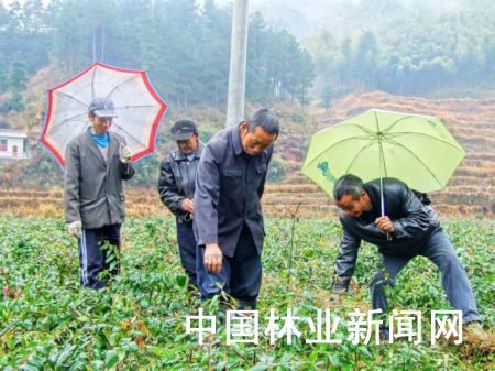 ���ϣ����������˷Nֲ���y���ğᳱ