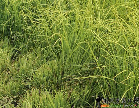 2008年北京市林木良種--京研青綠苔草