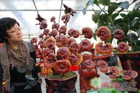 �����I�����ɲݡ��`֥�� �^�p�rֵ�ߣ��D��