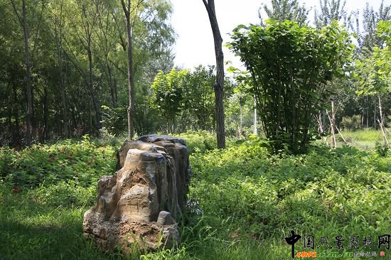 ��ʯֲ����ֲ