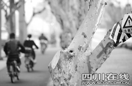 造成安全隱患的樹枝已被鋸斷