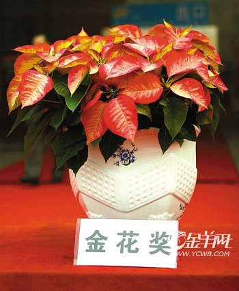 �������Ї����Ի��ܽ��ו��x�������𻨡�