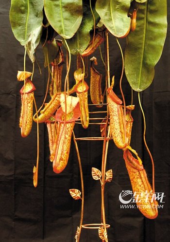 �������Ї����Ի��ܽ��ו��x�������𻨡�