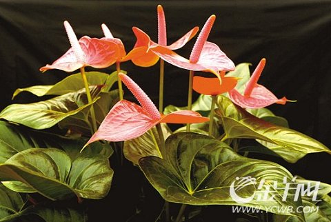 �������Ї����Ի��ܽ��ו��x�������𻨡�