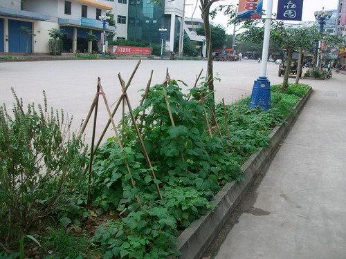 雷！海南真實版“QQ農場”綠化帶變天然菜園