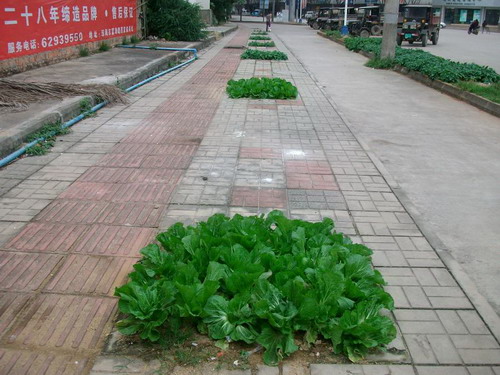 雷！海南真實版“QQ農場”綠化帶變天然菜園