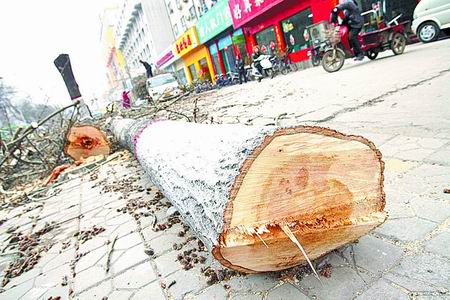 鄭州：京廣路伐樹緣于道路拓寬改造 綠化部門稱只能伐除
