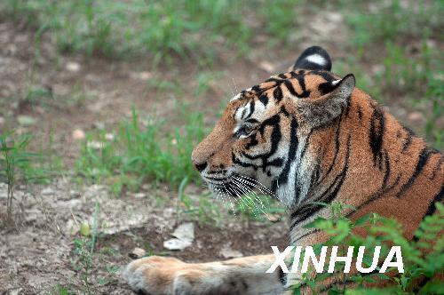 �c���g�[��һ��