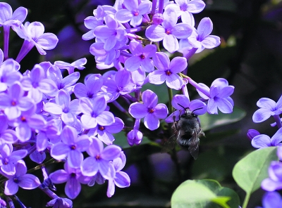 񴺹IGiʮ(sh)N ޷NVNܘ