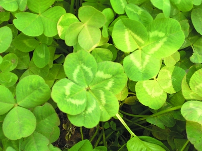 񴺹IGiʮ(sh)N ޷NVNܘ