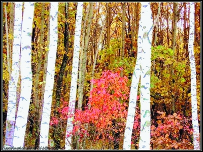 񴺹IGiʮ(sh)N ޷NVNܘ