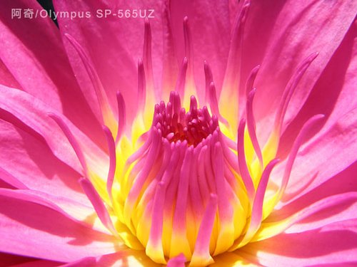 �������Zȫ���� СDCҲ���ĳ��û���