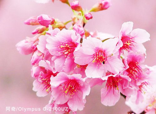 �������Zȫ���� СDCҲ���ĳ��û���