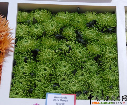 mDeliflor˾ƷNĿǰ(ni)Ј߀]@ЩƷN