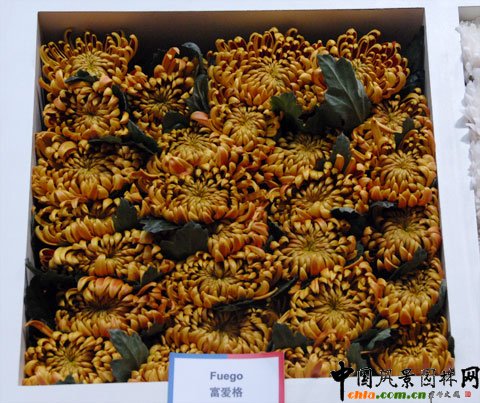 mDeliflor˾ƷNĿǰ(ni)Ј߀]@ЩƷN