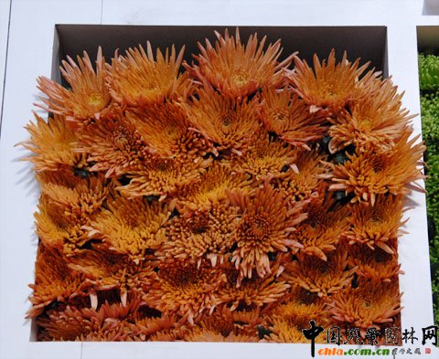 mDeliflor˾ƷNĿǰ(ni)Ј߀]@ЩƷN