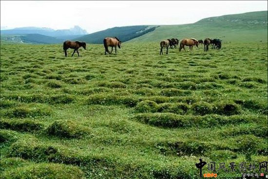 Rԭ Malun Alpine Meadow