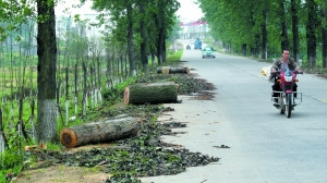 江西湖口綠化工程砍掉大樹重栽小樹遭質疑