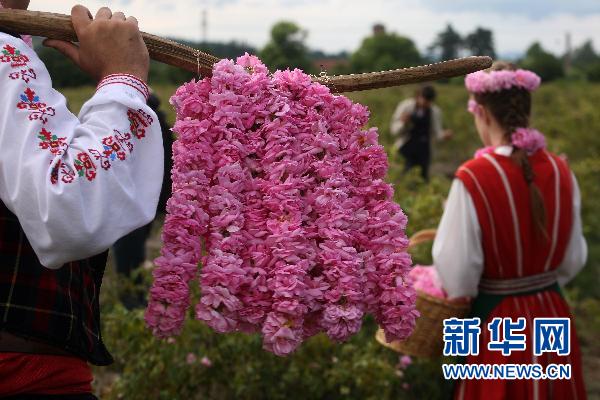保加利亞：卡贊勒克花農(nóng)歡慶玫瑰節(jié)