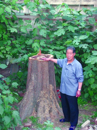 山東最大水杉遭破門鋸殺 誰對珍貴樹木下黑手？