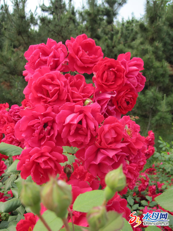 _(ti)ǷGױ ӭ(yng)ŭţD