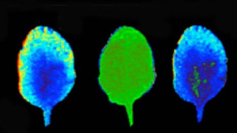 國外科學家發現：植物有“記性” 還會記顏色