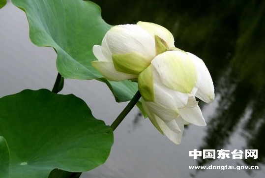 ���K���|�_ˮ�l�@�F�ɻ�ʢ�_��ɫ����ɏ