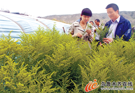 ���B���֡����ô�һ֦�S�����֬F����ľ�R