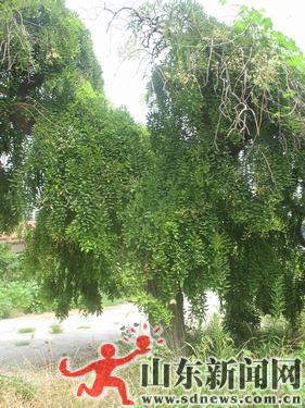 ɽ|300qŻvMɣչӢ ҊCƾÚvʷ