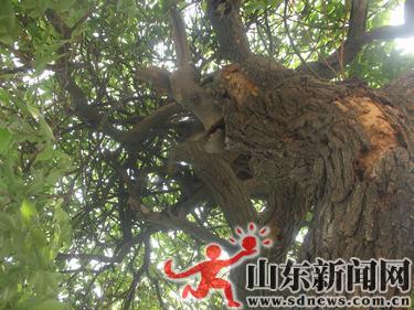 ɽ|300qŻvMɣչӢ ҊCƾÚvʷ