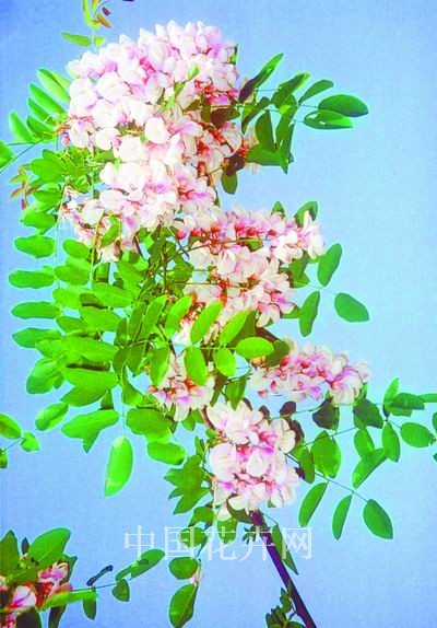 甘肅：天水成功繁育3000多株‘天香槐’（圖）