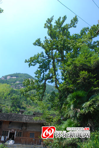 ѻ֬F(xin)ϡйŰ ܡAyճɺÉ