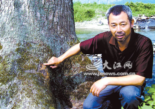 江西：毒死古樟樹販賣獲暴利