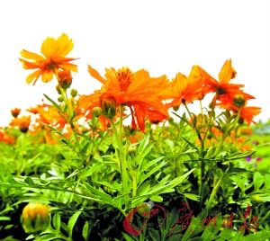 ̽؁\rNֲ һ400໨rȫź