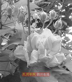 ܽػ˾Ӷ ɶ߀سǆ᣿