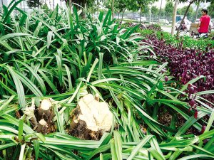 建材市場門前綠化樹疑擋人“財路”被砍(圖)