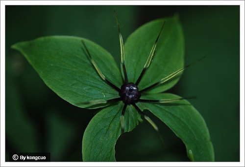 70.百合科重樓屬北重樓1