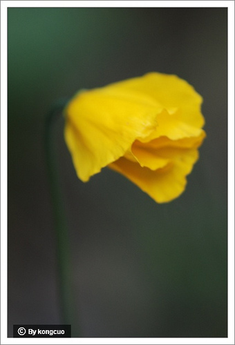 77.罌粟科罌粟屬野罌粟