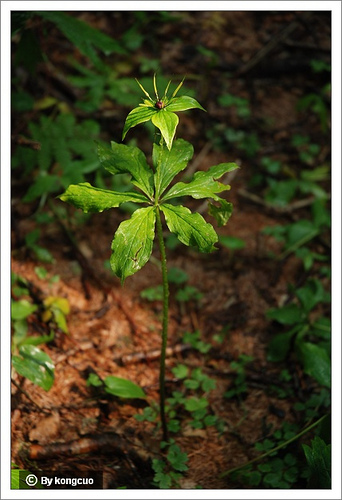 70.百合科重樓屬北重樓2