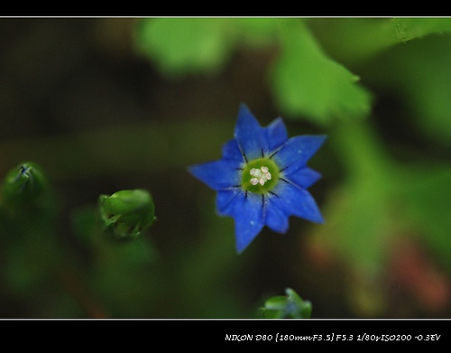 72.龍膽科龍膽屬鱗葉龍膽12