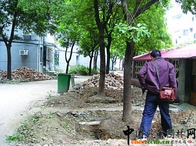 南京：小區(qū)出新居民投訴有人趁機(jī)盜賣樹木