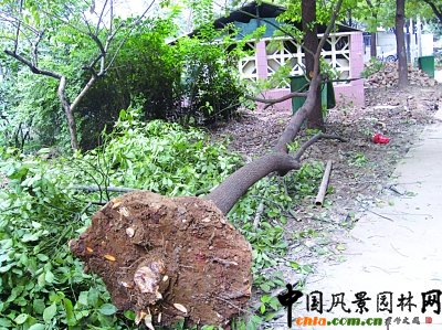 南京：小區(qū)出新居民投訴有人趁機(jī)盜賣樹木