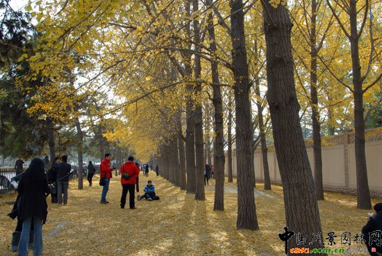 [MD]~_(ti)(gu)e^yֳɞTc(din)