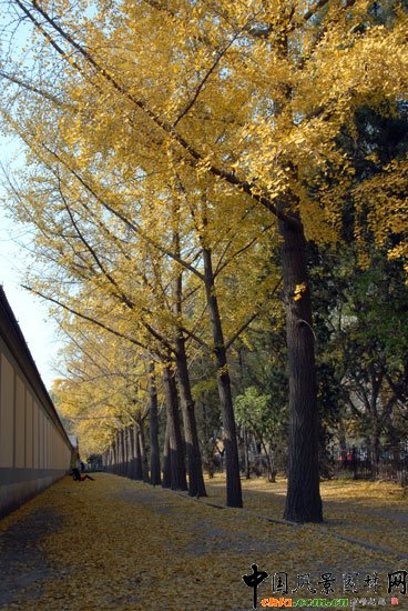 [MD]~_(ti)(gu)e^yֳɞTc(din)