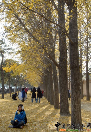 [MD]~_(ti)(gu)e^yֳɞTc(din)