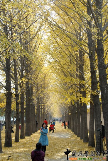 [MD]~_(ti)(gu)e^yֳɞTc(din)