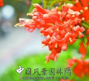 吊蘭吸毒力強大 炮仗花增添喜慶