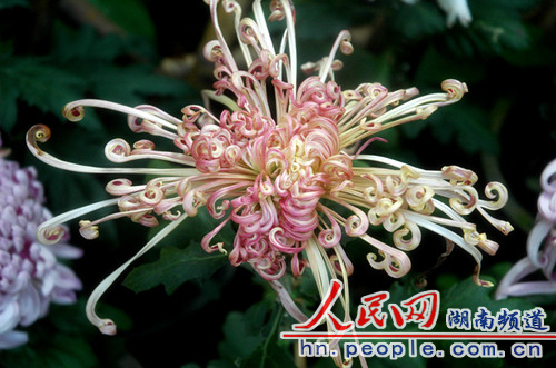 形態(tài)優(yōu)美的碧玉鉤盤