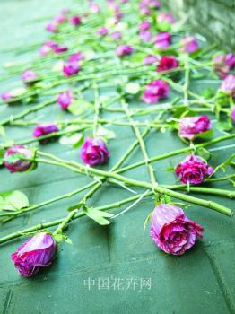 高端玫瑰種植:納瓦多玫瑰公司宣布正式進軍中國